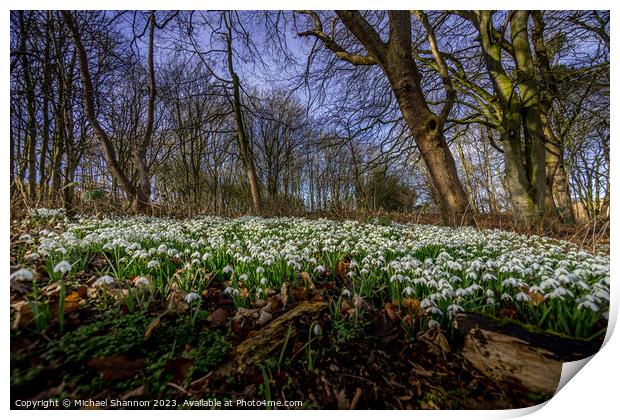 Woodland carpet of snowdrops in early spring. Print by Michael Shannon