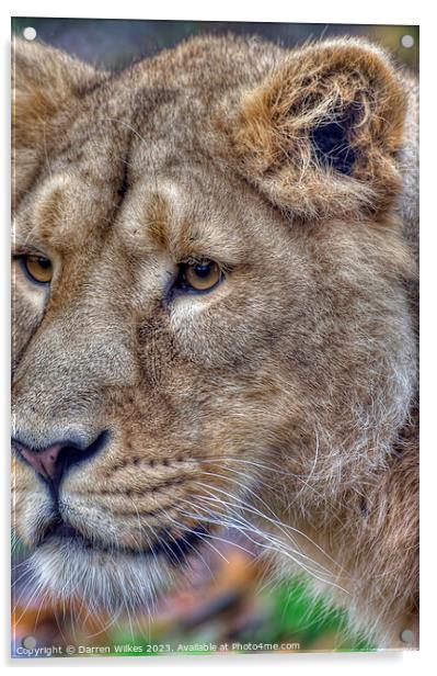 Asiatic Lion Female  Acrylic by Darren Wilkes