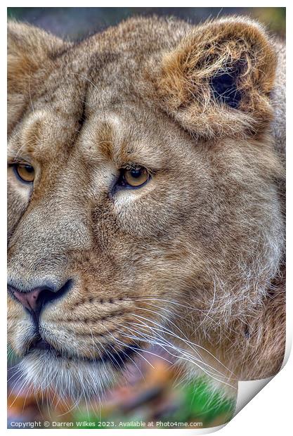 Asiatic Lion Female  Print by Darren Wilkes