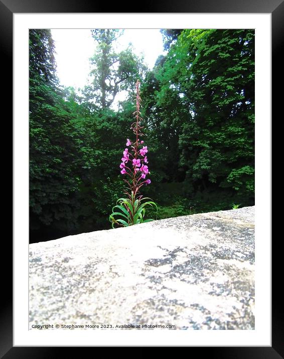Pink Fireweed Framed Mounted Print by Stephanie Moore
