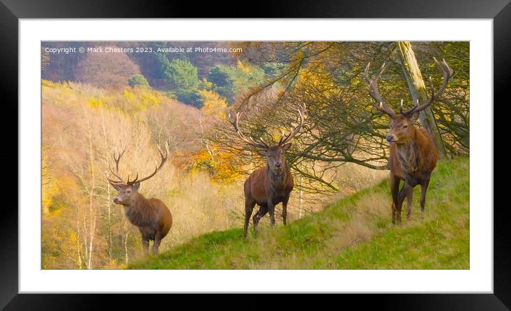 Majestic Red Deer in Autumn Field Framed Mounted Print by Mark Chesters