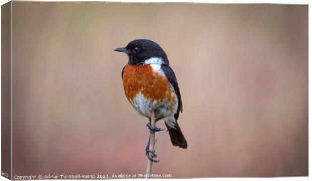 African stonechat out hawking Canvas Print by Adrian Turnbull-Kemp