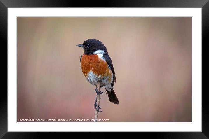 African stonechat out hawking Framed Mounted Print by Adrian Turnbull-Kemp