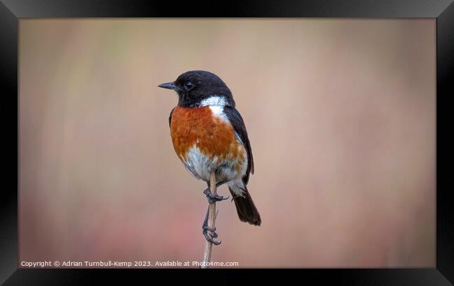 African stonechat out hawking Framed Print by Adrian Turnbull-Kemp