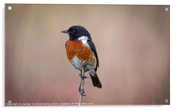 African stonechat out hawking Acrylic by Adrian Turnbull-Kemp