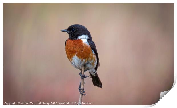 African stonechat out hawking Print by Adrian Turnbull-Kemp