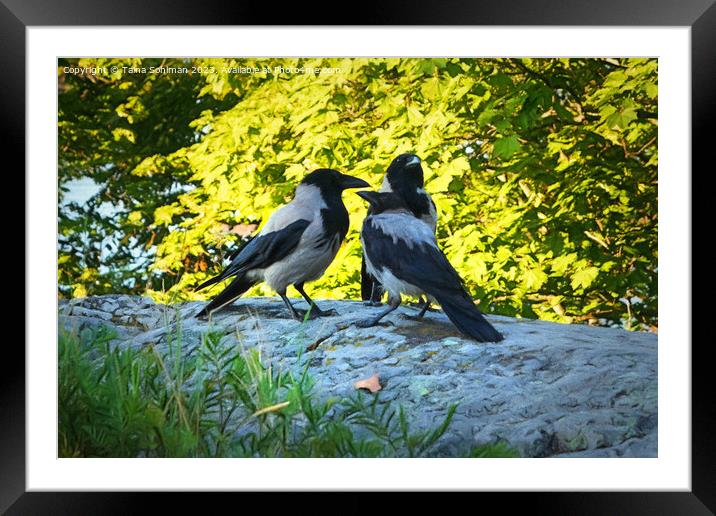 Family of Hooded Crows Framed Mounted Print by Taina Sohlman