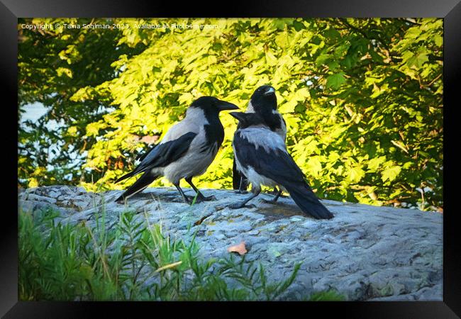 Family of Hooded Crows Framed Print by Taina Sohlman