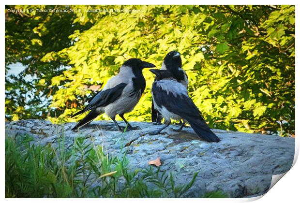 Family of Hooded Crows Print by Taina Sohlman