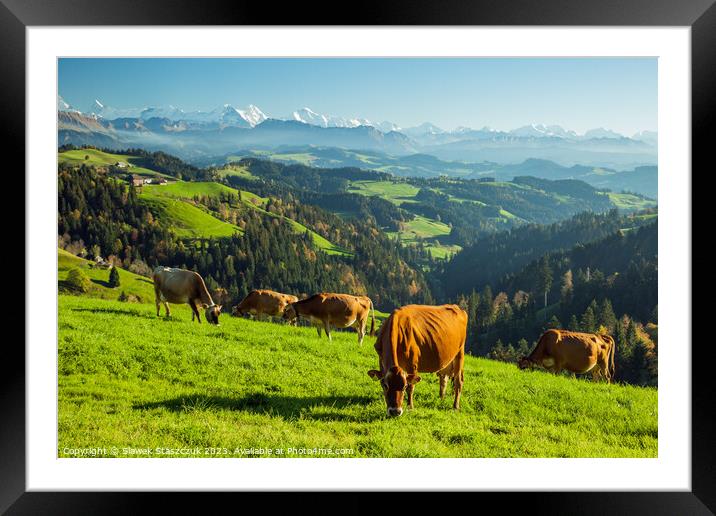 Swiss Cows Framed Mounted Print by Slawek Staszczuk