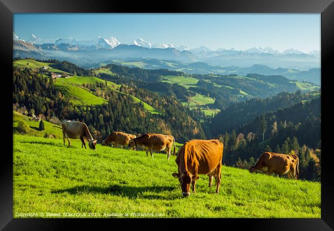 Swiss Cows Framed Print by Slawek Staszczuk