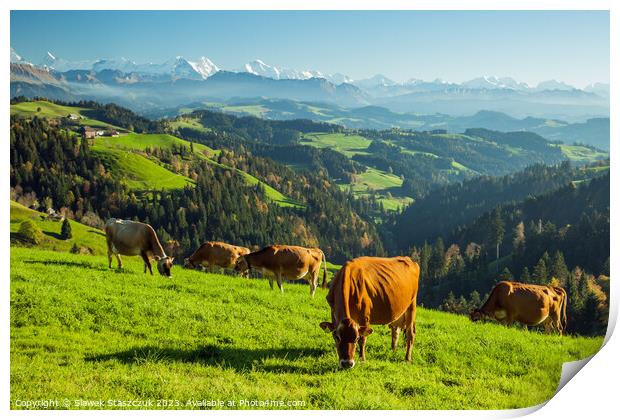 Swiss Cows Print by Slawek Staszczuk