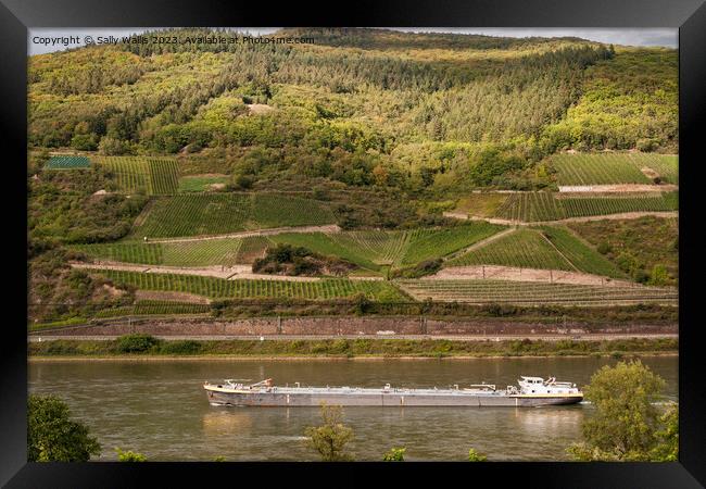 Vineyards along the Rhine Framed Print by Sally Wallis