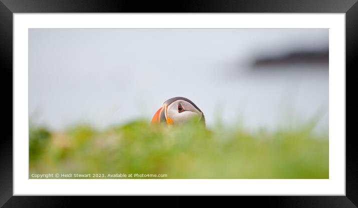 Puffin Framed Mounted Print by Heidi Stewart