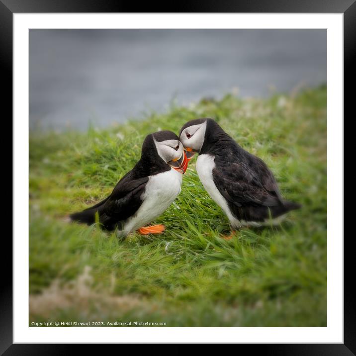 Two Puffins Greeting  Framed Mounted Print by Heidi Stewart