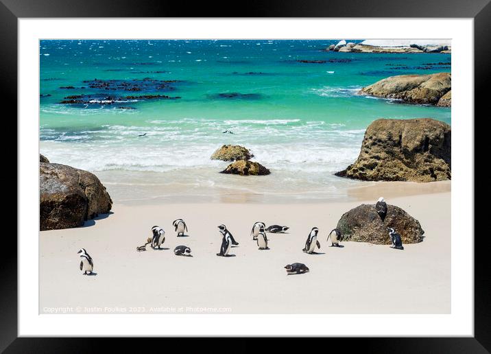 Penguins at Boulders Beach, near Cape Town Framed Mounted Print by Justin Foulkes
