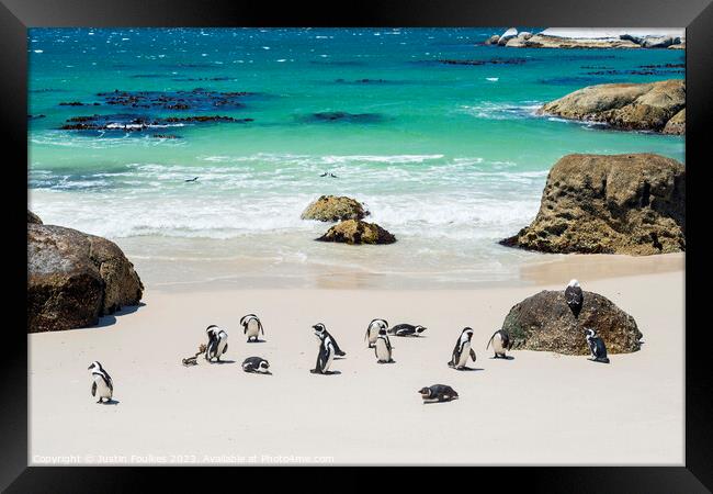 Penguins at Boulders Beach, near Cape Town Framed Print by Justin Foulkes