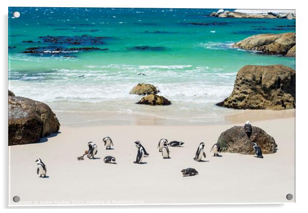 Penguins at Boulders Beach, near Cape Town Acrylic by Justin Foulkes