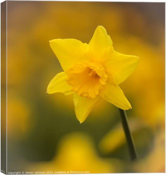 A close up of a  daffodil flower Canvas Print by Simon Johnson