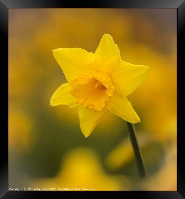 A close up of a  daffodil flower Framed Print by Simon Johnson