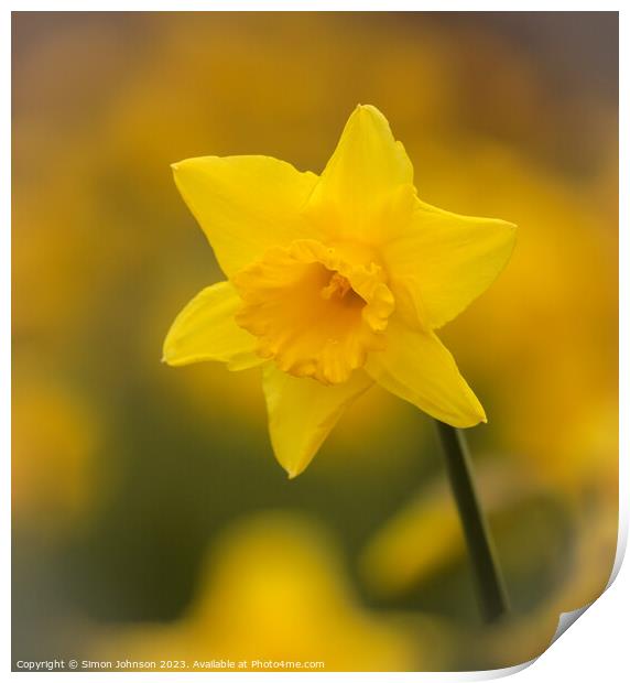 A close up of a  daffodil flower Print by Simon Johnson