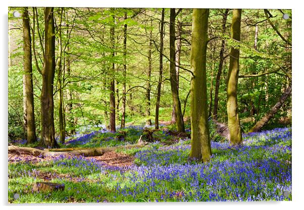 Woodland Bluebells Acrylic by John Hickey-Fry