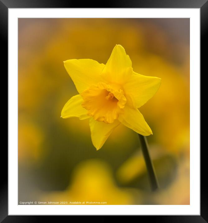 Daffodil  flower Framed Mounted Print by Simon Johnson