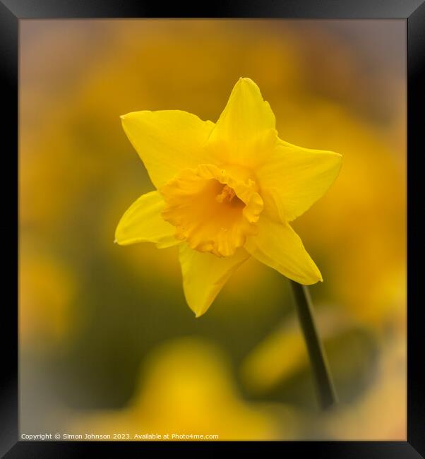 Daffodil  flower Framed Print by Simon Johnson