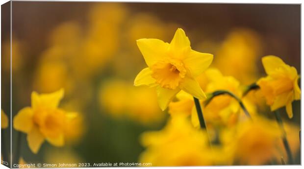 A close up of a dafodil  flower Canvas Print by Simon Johnson