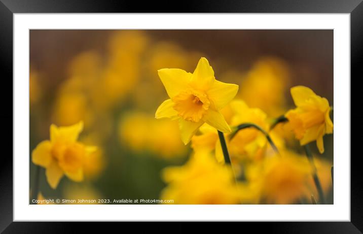 A close up of a dafodil  flower Framed Mounted Print by Simon Johnson