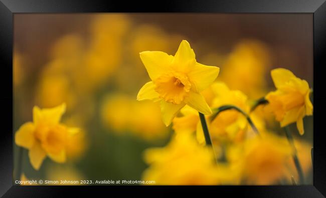 A close up of a dafodil  flower Framed Print by Simon Johnson