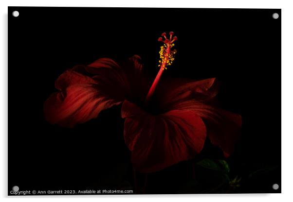 Red Hibiscus Darkly Lit 2 Acrylic by Ann Garrett