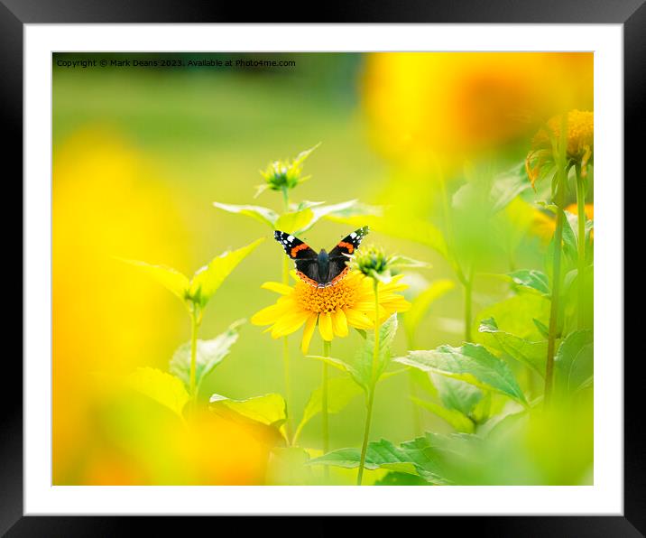sun flower butterfly Framed Mounted Print by Mark Deans