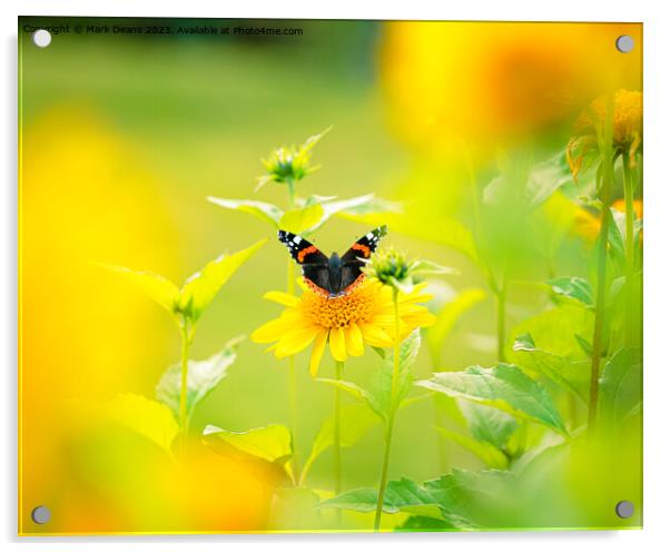 sun flower butterfly Acrylic by Mark Deans