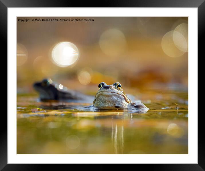 frog  Framed Mounted Print by Mark Deans