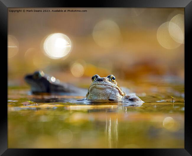 frog  Framed Print by Mark Deans