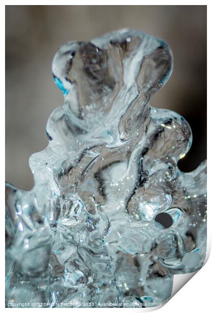 Ice Bear Print by STEPHEN THOMAS