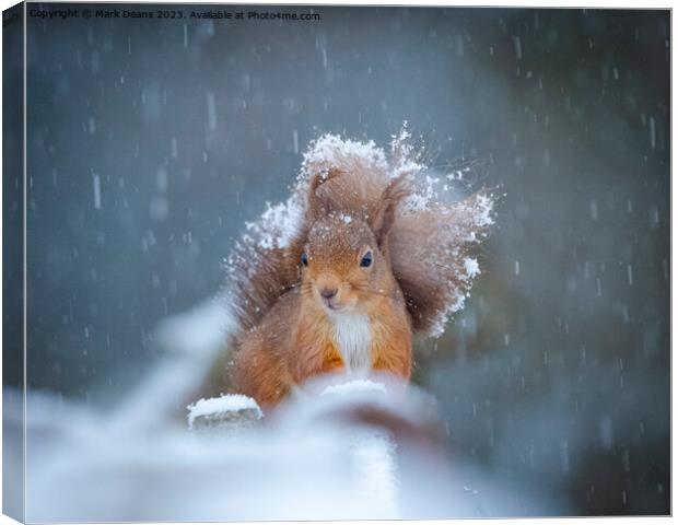 snow squirrel  Canvas Print by Mark Deans