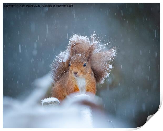 snow squirrel  Print by Mark Deans