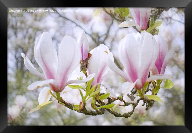 Magnolia Blossom Framed Print by Alison Chambers