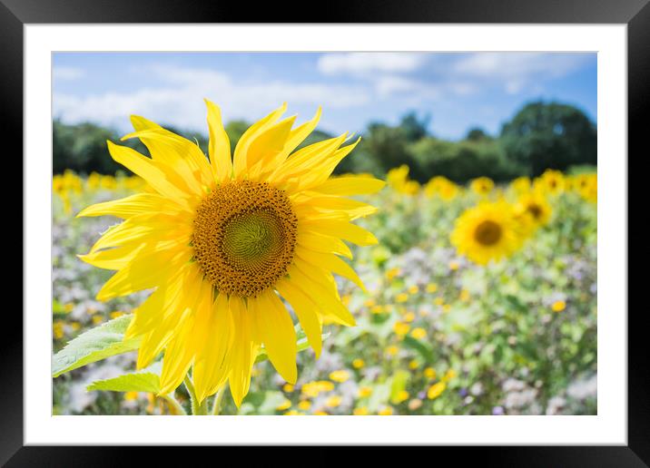 Sunflowers fade out of the frame Framed Mounted Print by Jason Wells