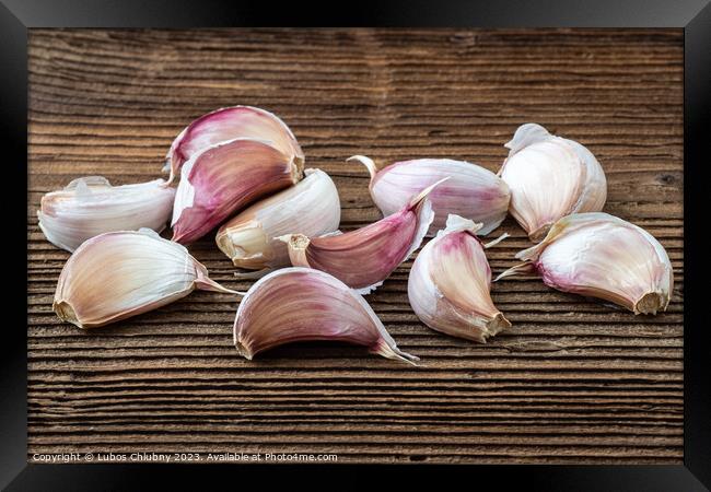 Garlic on dark rustic wooden background. Framed Print by Lubos Chlubny