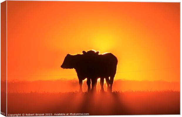 Cow silhouettes at Sunset. Canvas Print by Robert Brozek