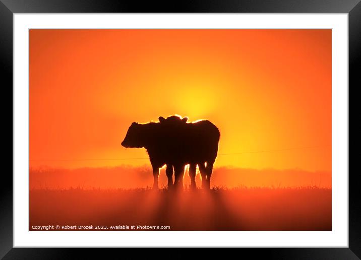 Cow silhouettes at Sunset. Framed Mounted Print by Robert Brozek