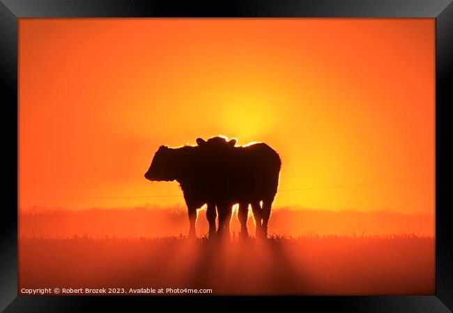Cow silhouettes at Sunset. Framed Print by Robert Brozek