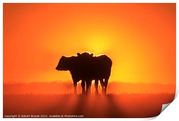 Cow silhouettes at Sunset. Print by Robert Brozek