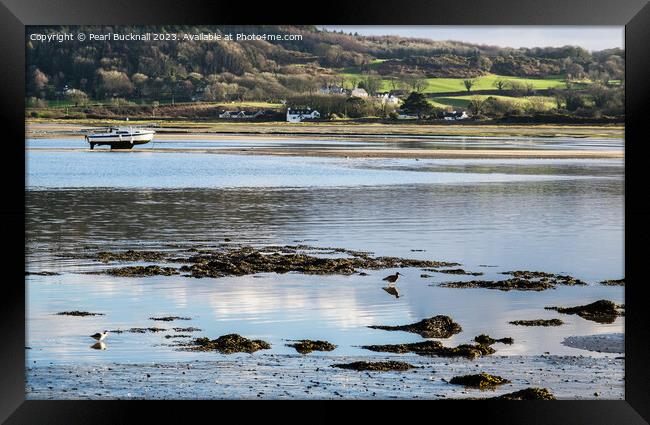 Feeding in the Shallows Red Wharf Bay Anglesey Framed Print by Pearl Bucknall