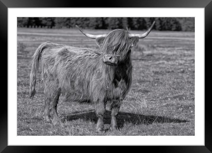 Bad hair day,Highland cow Framed Mounted Print by kathy white