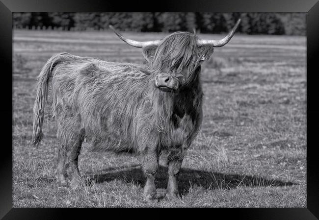 Bad hair day,Highland cow Framed Print by kathy white
