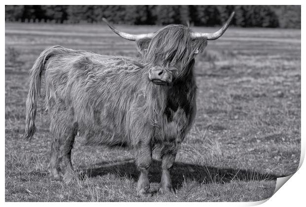 Bad hair day,Highland cow Print by kathy white